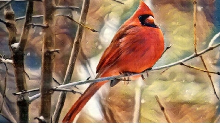Cardinal Symbolism & Meaning: What To Do If Seeing This Bird?