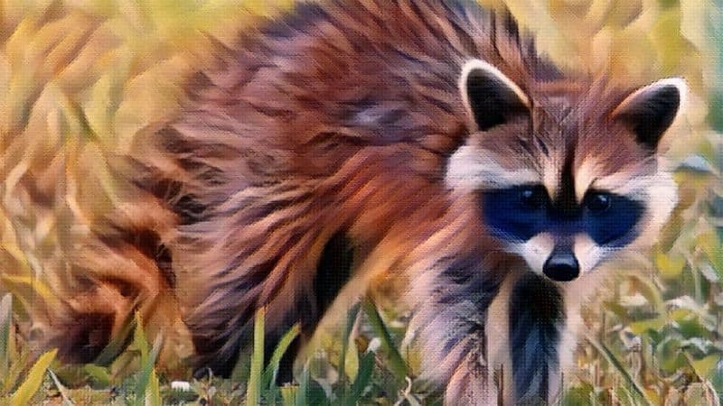 Raccoon Symbolism and Meaning: Everything You Need To Know