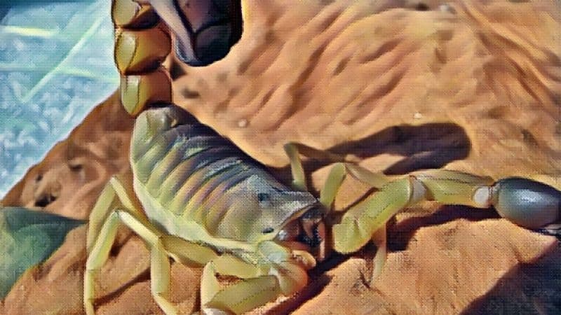 Scorpion Symbolism and Meaning: Things You Must Know About These Creatures