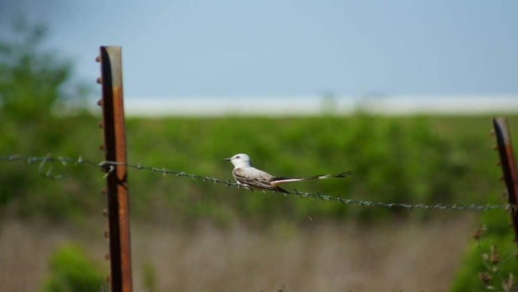 What Is The State Bird Of Oklahoma? All Facts Explained