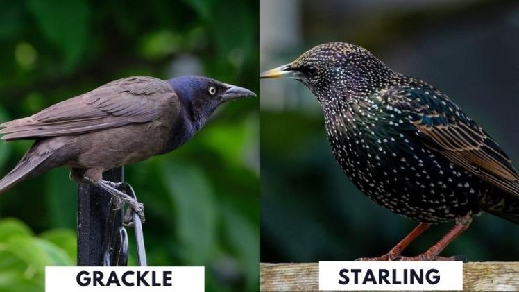 European Starling or Common Grackle: Complete Difference Explained