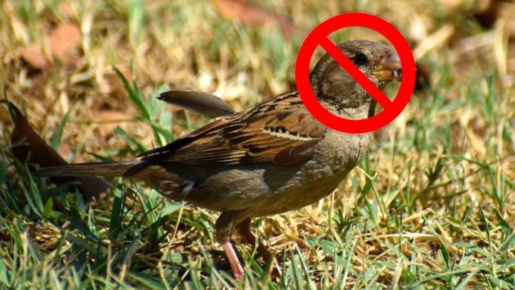 Annoyed By Birds Eating Grass Seeds? Here’s How To Keep Them Away