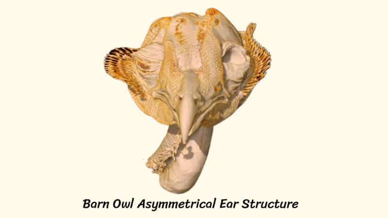Do Owls Have Ears? Owl Hearing Explained In Detail