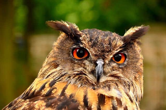 Are There Owls With Orange Eyes: Explained In Detail
