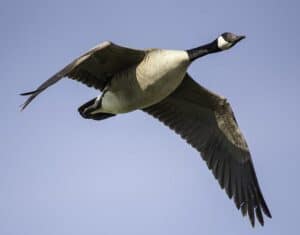 Here's Why Migrating Canada Geese Fly In The Wrong Direction