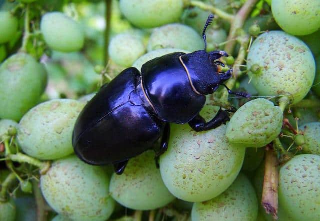 3 Species Of Beetles That Sting: Are They Dangerous?