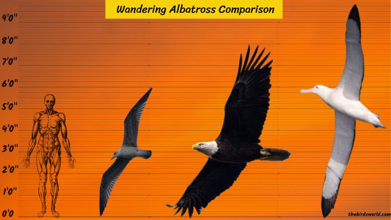 the wandering albatross size