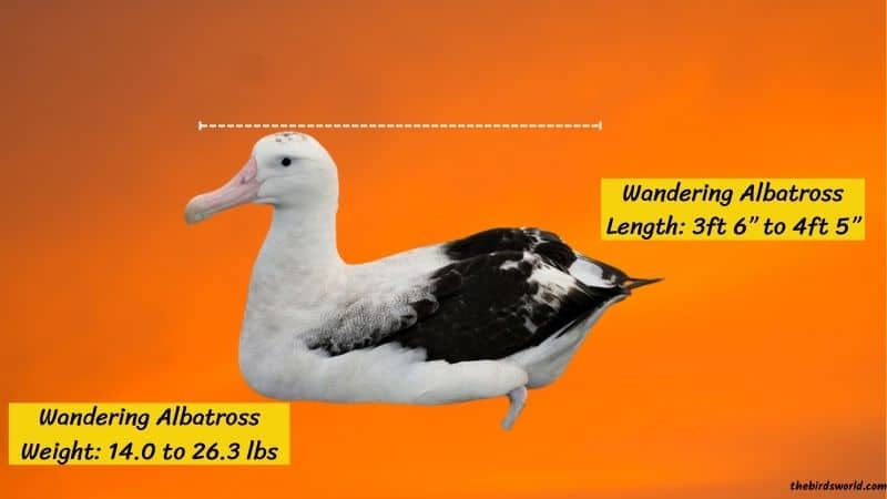 Wandering Albatross Size