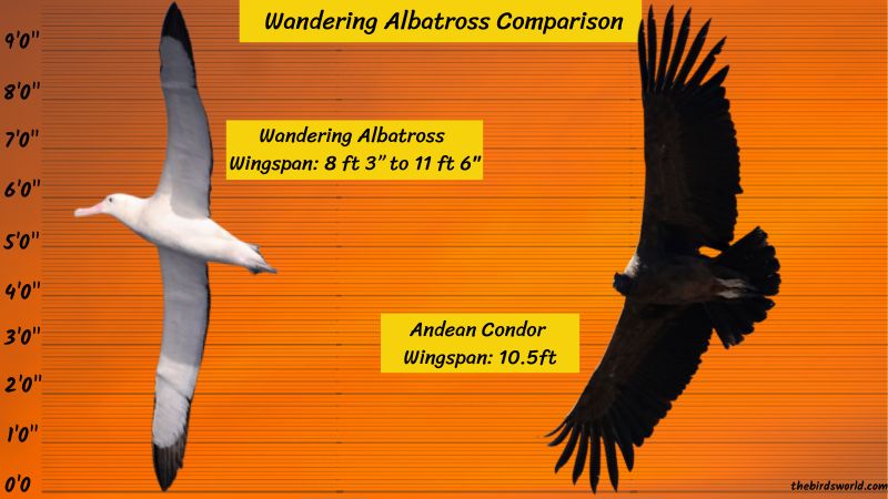 wandering albatross compared to human