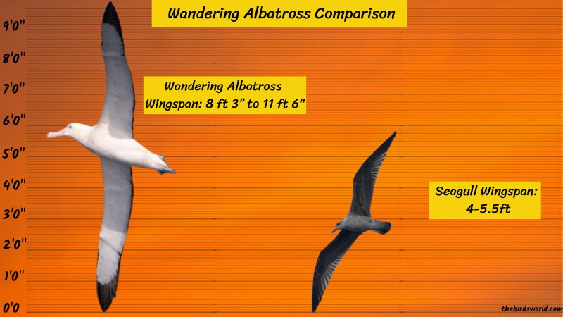 how tall is a wandering albatross