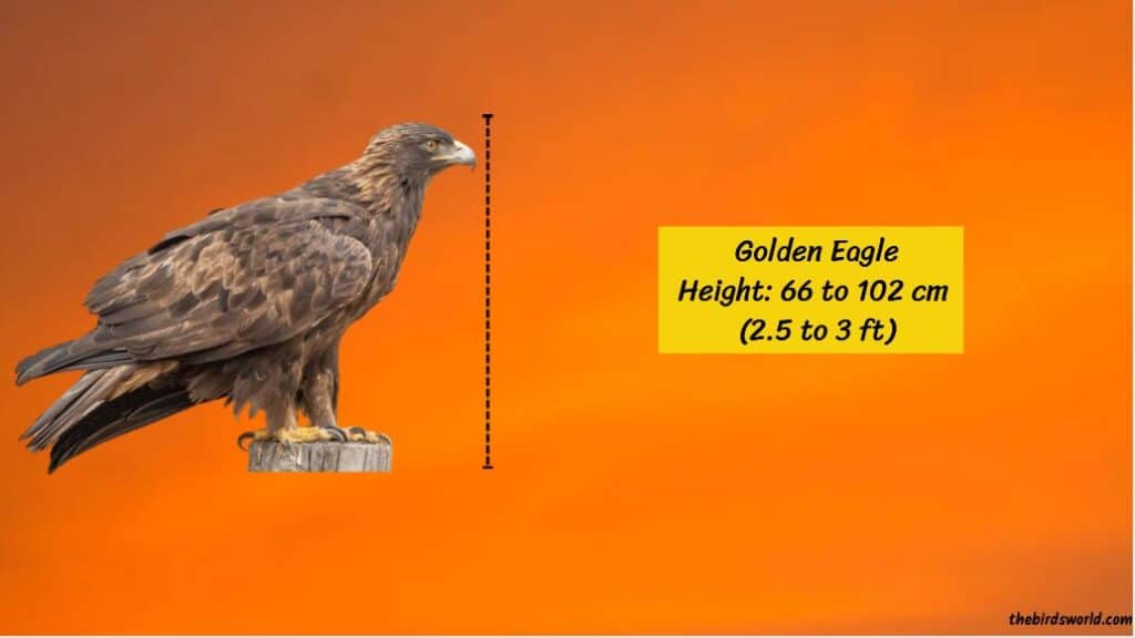 Golden Eagle Size: Explained & Compared With Other Birds