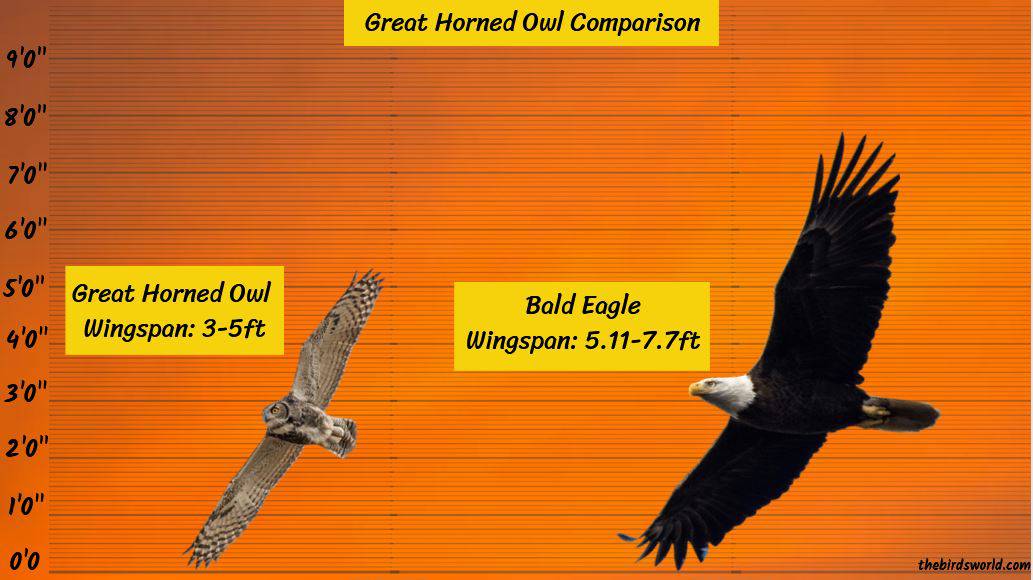 Great Horned Owl Wingspan: How Big Are They Comparison?