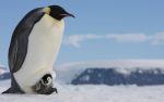Do Penguins Have Feathers, Fur, Or Scales? Explained