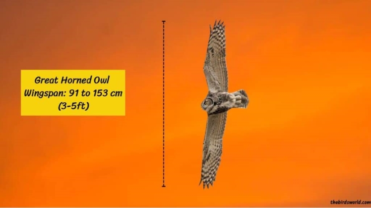 Great Horned Owl Wingspan: How Big Are They Compared To Others