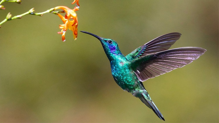 11 Tips on How to Attract Hummingbirds to Your Yard